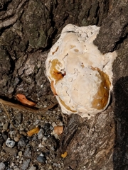 Pseudoinonotus dryadeus