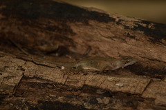 Anolis rodriguezii