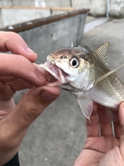 Genyonemus lineatus