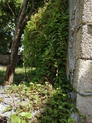 Brosimum alicastrum