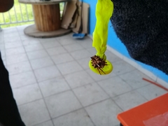 Araneae