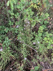 Symphyotrichum subspicatum