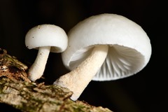 Oudemansiella australis image