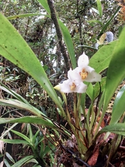 Maxillaria