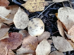 Cortinarius triumphans