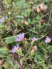Symphyotrichum subspicatum
