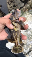 Sebastes chrysomelas