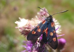 Zygaena lonicerae