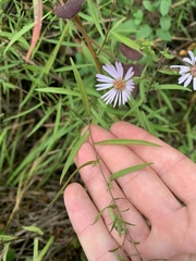 Symphyotrichum subspicatum