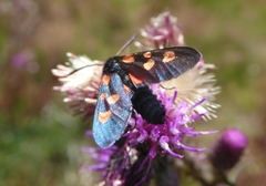 Zygaena lonicerae
