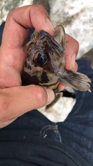 Sebastes chrysomelas