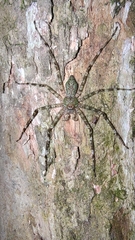 Pandercetes