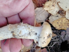 Cortinarius triumphans