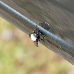 Osca albithorax