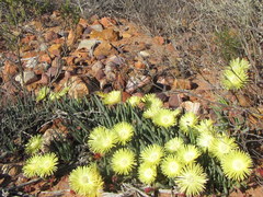 Cephalophyllum loreum