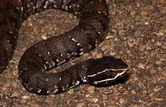 Agkistrodon russeolus