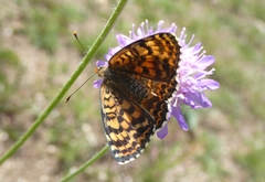 Melitaea didyma