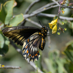 Battus polydamas psittacus