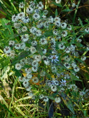Symphyotrichum novi-belgii