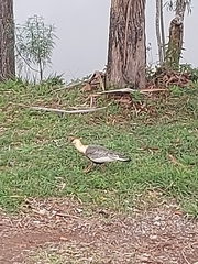 Theristicus caudatus