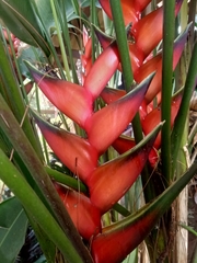 Heliconia bihai