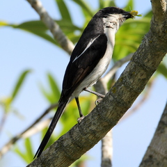 Lanius collaris collaris