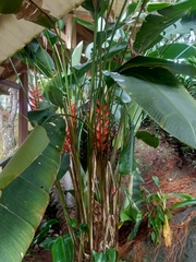 Heliconia bihai