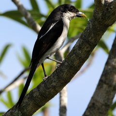 Lanius collaris collaris