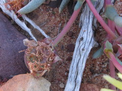 Cephalophyllum loreum