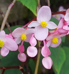 Begonia grandis