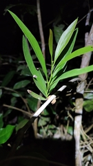 Loranthaceae