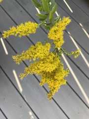 Solidago