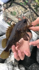 Sebastes rastrelliger