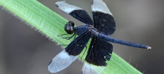 Neurothemis tullia