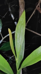 Loranthaceae