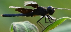 Neurothemis tullia