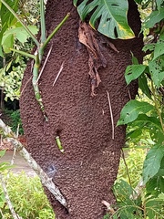 Nasutitermes corniger