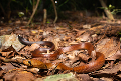 Drymarchon melanurus