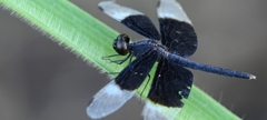 Neurothemis tullia