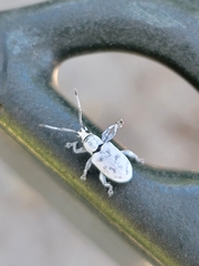 Myllocerus undecimpustulatus