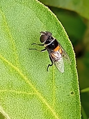 Palpada agrorum