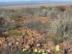 Cephalophyllum loreum