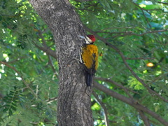 Dinopium benghalense
