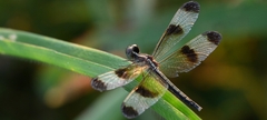 Neurothemis tullia