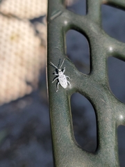 Myllocerus undecimpustulatus