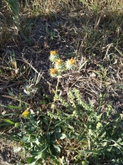 Grindelia squarrosa
