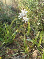 Chlorophytum graminifolium