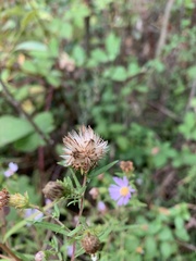 Symphyotrichum subspicatum