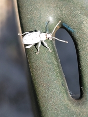 Myllocerus undecimpustulatus