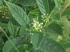 Rhamnaceae